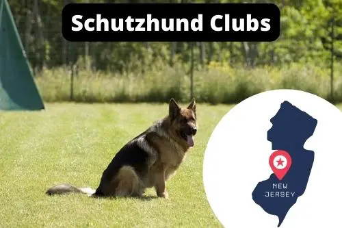 Schutzhund Clubs New Jersey