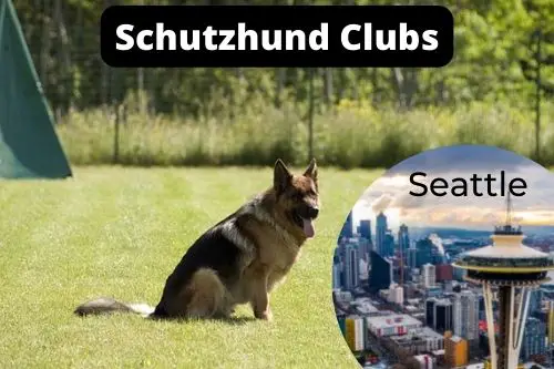 Schutzhund Clubs Seattle