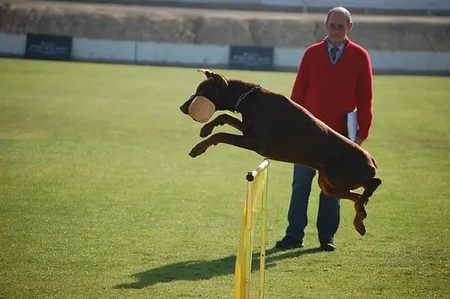 Doberman Schutzhund