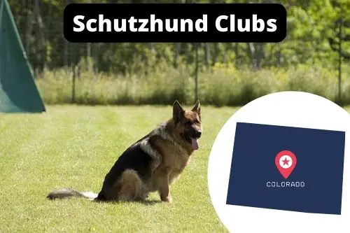 Schutzhund Clubs Colorado