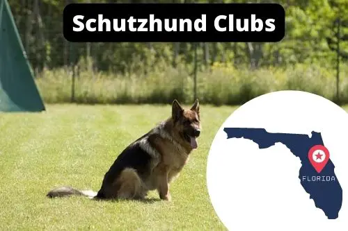 Schutzhund Clubs Florida