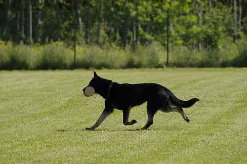 Schutzhund Dog Beginner