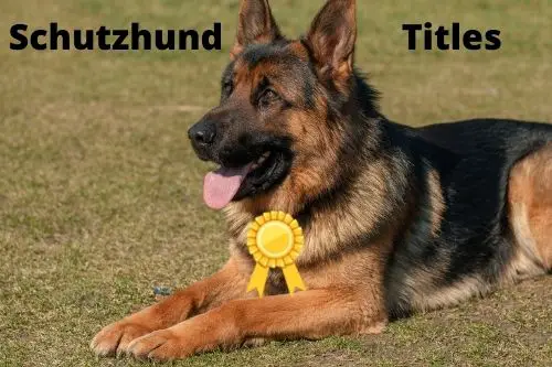 Schutzhund Titles