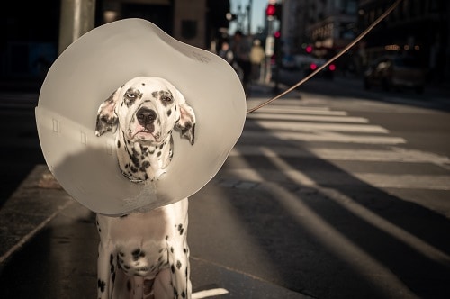 exercising-your-dog-after-spaying-or-neutering-doggie-sport