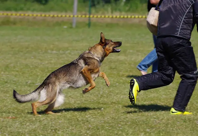 German Sherpherd Schutzhund Training