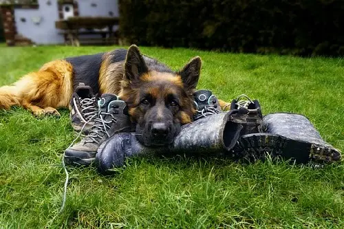Schutzhund Boots Shoes