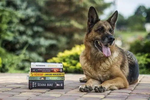 Schutzhund Dog Books