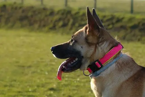 Schutzhund Dog Collar