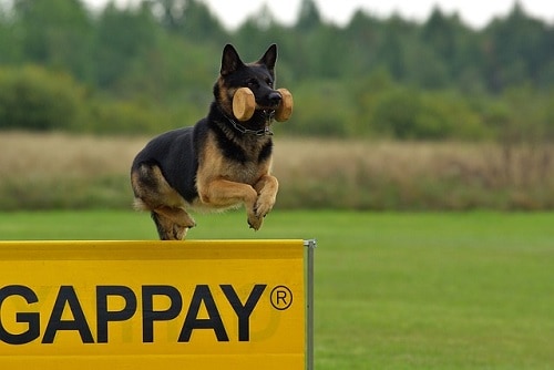 Schutzhund Equipment