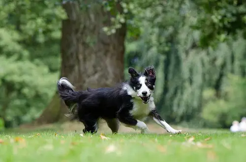 Border Collie Exercise