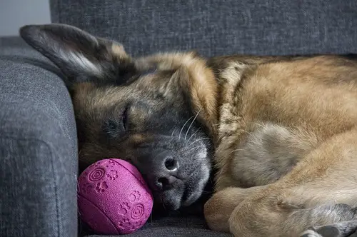 Dog Exhaustion After Exercise