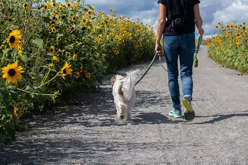 Dog Walking Shoes