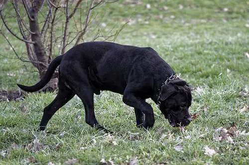 Schutzhund Dog Prong Collar