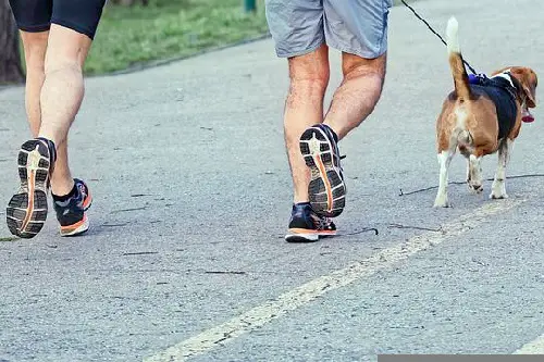 Shoes For Walking Dog