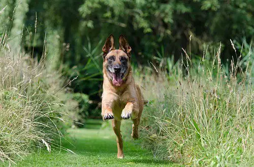 Malinois Dog Exercise Too Much
