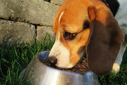 Feed Dog After Exercise