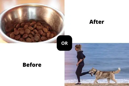 Feed Dog Before or After Run