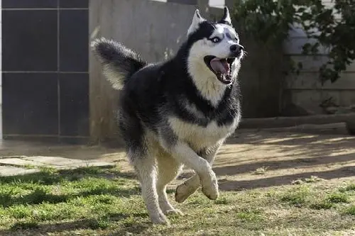 Husky Exercise