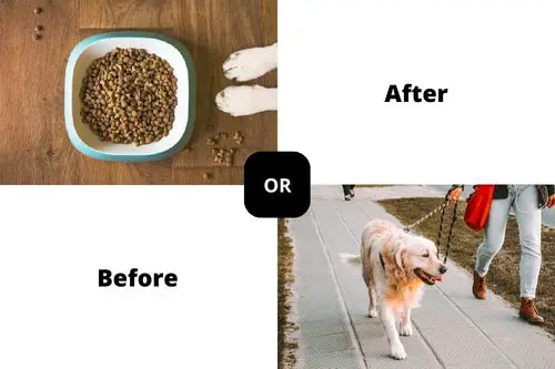 Walk Dog Before or After Eating