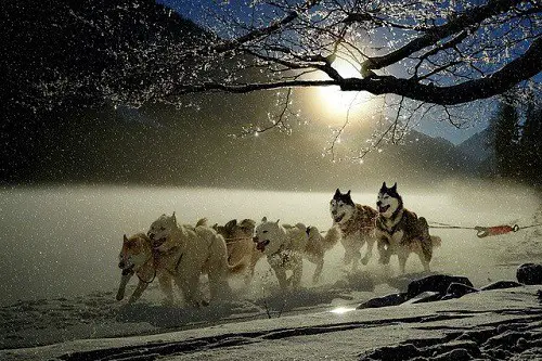 Huskies Run Far