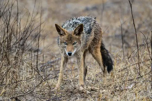 Coyote Attack