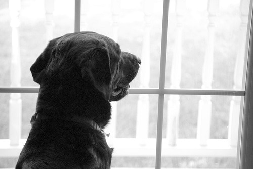 Dog Look Window