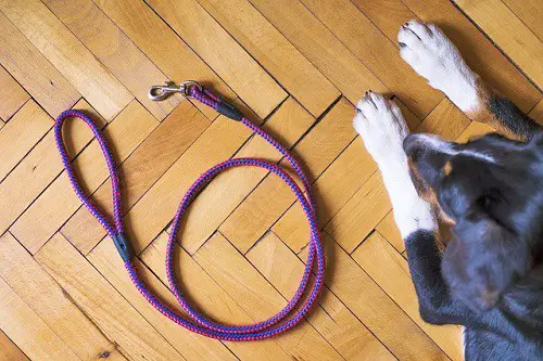 Dog Walk Leash