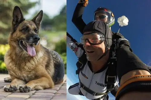 Can Dogs Skydive