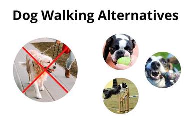 5 Fun Exercise Alternatives to Walking Your Dog