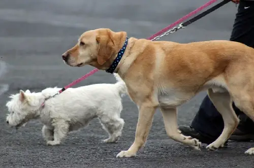 Large & Small Dogs Walking