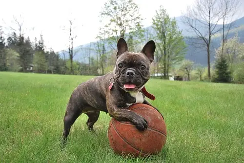 French Bulldog Exercise