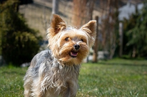 Yorkie Exercise