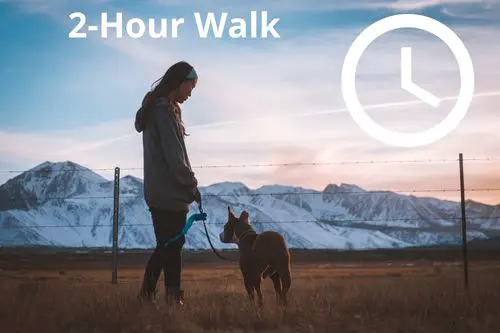 2-Hour Dog Walk